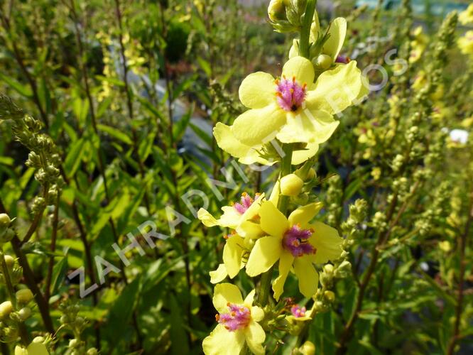 Divizna jižní 'Sixteen Candles' - Verbascum chaixii 'Sixteen Candles'