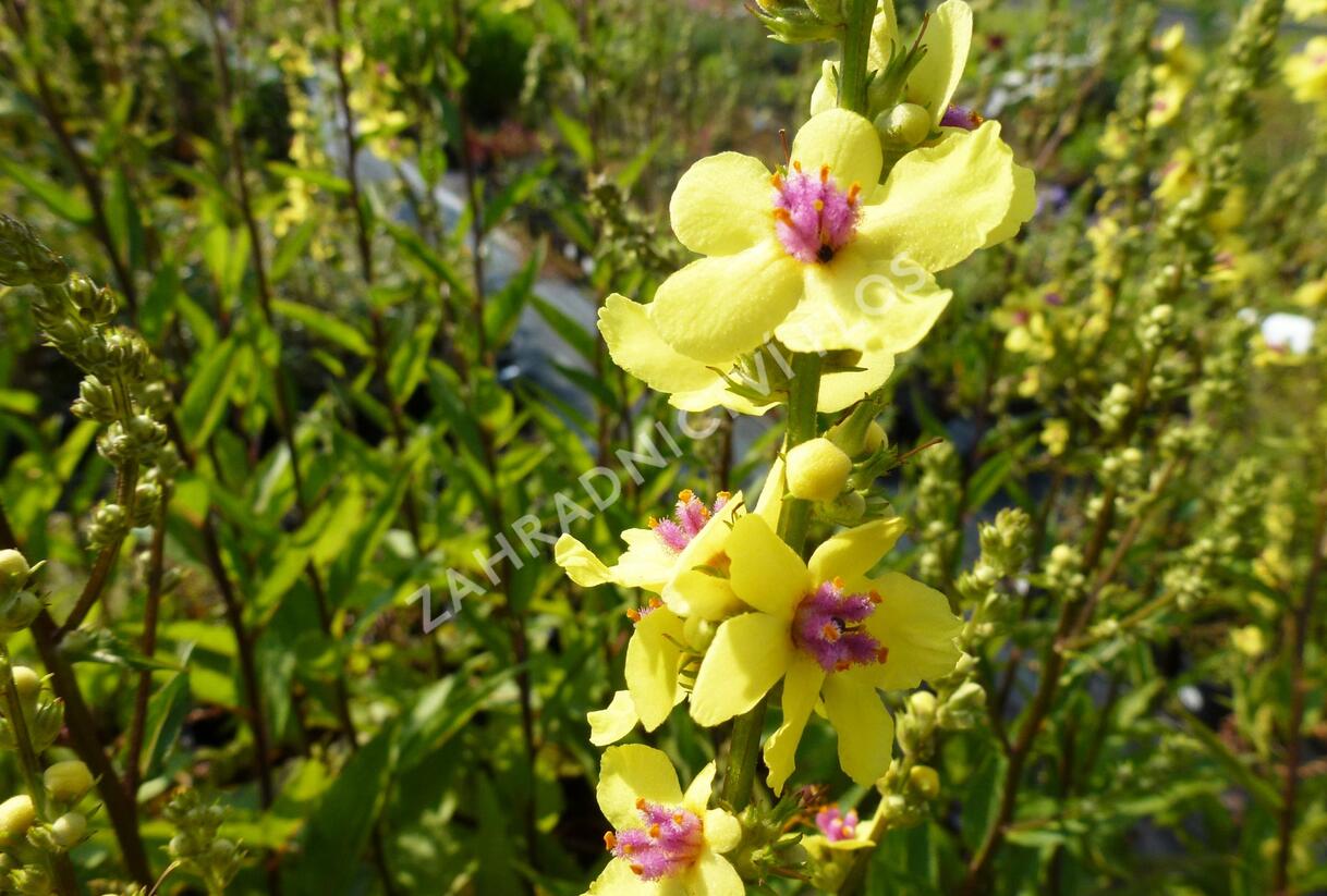 Divizna jižní 'Sixteen Candles' - Verbascum chaixii 'Sixteen Candles'