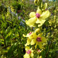 Divizna jižní 'Sixteen Candles' - Verbascum chaixii 'Sixteen Candles'