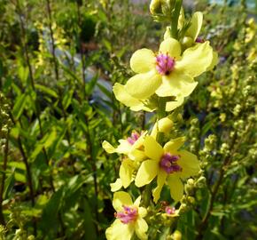 Divizna jižní 'Sixteen Candles' - Verbascum chaixii 'Sixteen Candles'