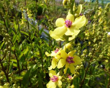 Divizna jižní 'Sixteen Candles'