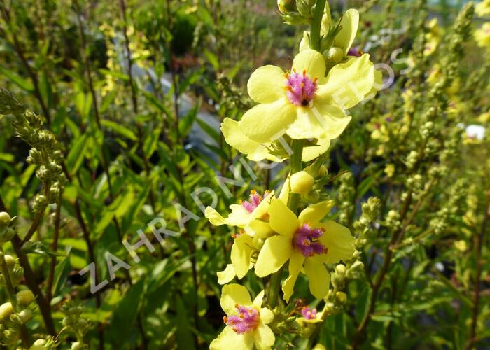 Divizna 'Sixteen Candles' - Verbascum chaixii 'Sixteen Candles'