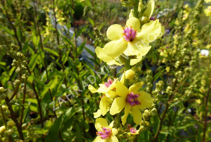 Divizna jižní 'Sixteen Candles' - Verbascum chaixii 'Sixteen Candles'