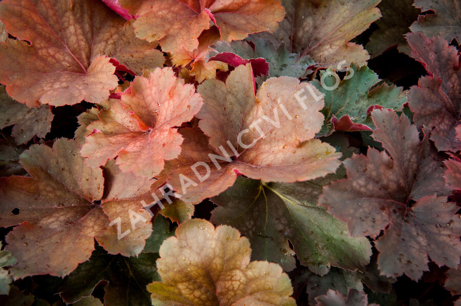 Dlužicha 'Cherry Cola' - Heuchera hybrida 'Cherry Cola'