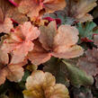 Dlužicha 'Cherry Cola' - Heuchera hybrida 'Cherry Cola'