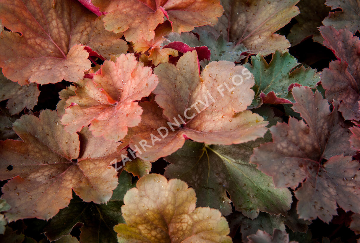 Dlužicha 'Cherry Cola' - Heuchera hybrida 'Cherry Cola'