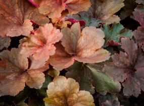 Dlužicha 'Cherry Cola' - Heuchera hybrida 'Cherry Cola'