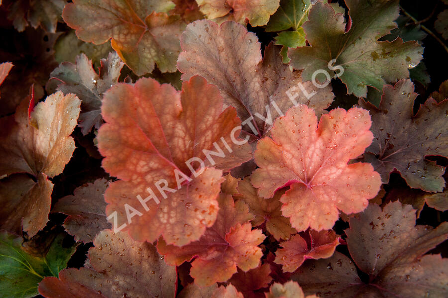 Dlužicha 'Cherry Cola' - Heuchera hybrida 'Cherry Cola'