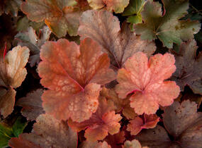 Dlužicha 'Cherry Cola' - Heuchera hybrida 'Cherry Cola'