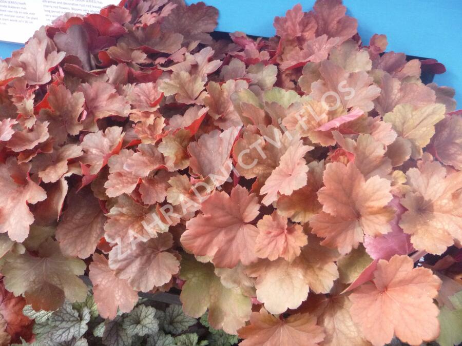 Dlužicha 'Cherry Cola' - Heuchera hybrida 'Cherry Cola'