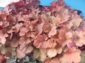 Dlužicha 'Cherry Cola' - Heuchera hybrida 'Cherry Cola'
