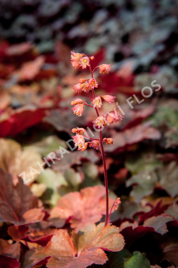 Dlužicha 'Cherry Cola' - Heuchera hybrida 'Cherry Cola'