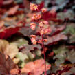 Dlužicha 'Cherry Cola' - Heuchera hybrida 'Cherry Cola'