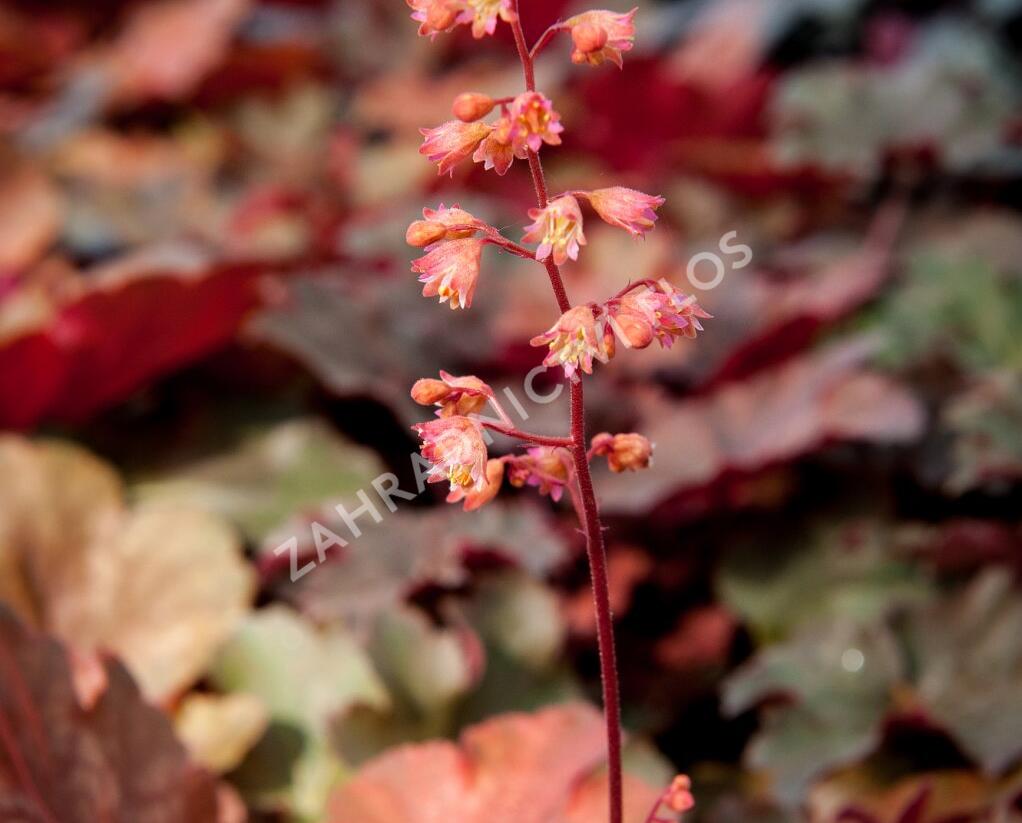 Dlužicha 'Cherry Cola' - Heuchera hybrida 'Cherry Cola'