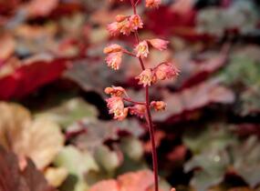 Dlužicha 'Cherry Cola' - Heuchera hybrida 'Cherry Cola'