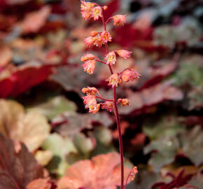 Dlužicha 'Cherry Cola' - Heuchera hybrida 'Cherry Cola'