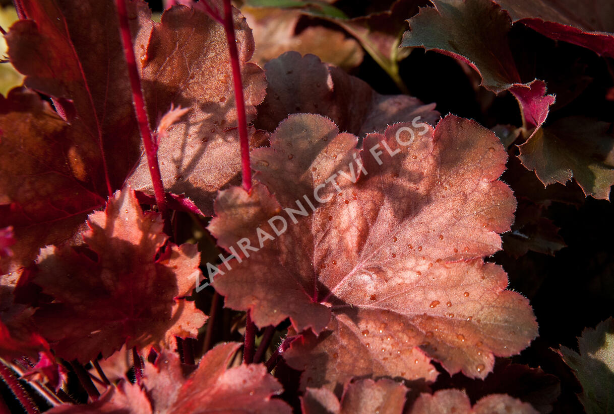 Dlužicha 'Cherry Cola' - Heuchera hybrida 'Cherry Cola'