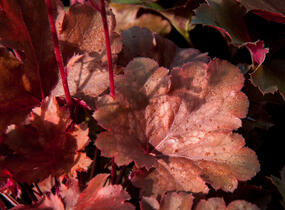 Dlužicha 'Cherry Cola' - Heuchera hybrida 'Cherry Cola'