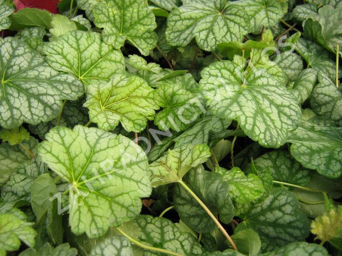 Dlužicha 'Green Spice' - Heuchera hybrida 'Green Spice'