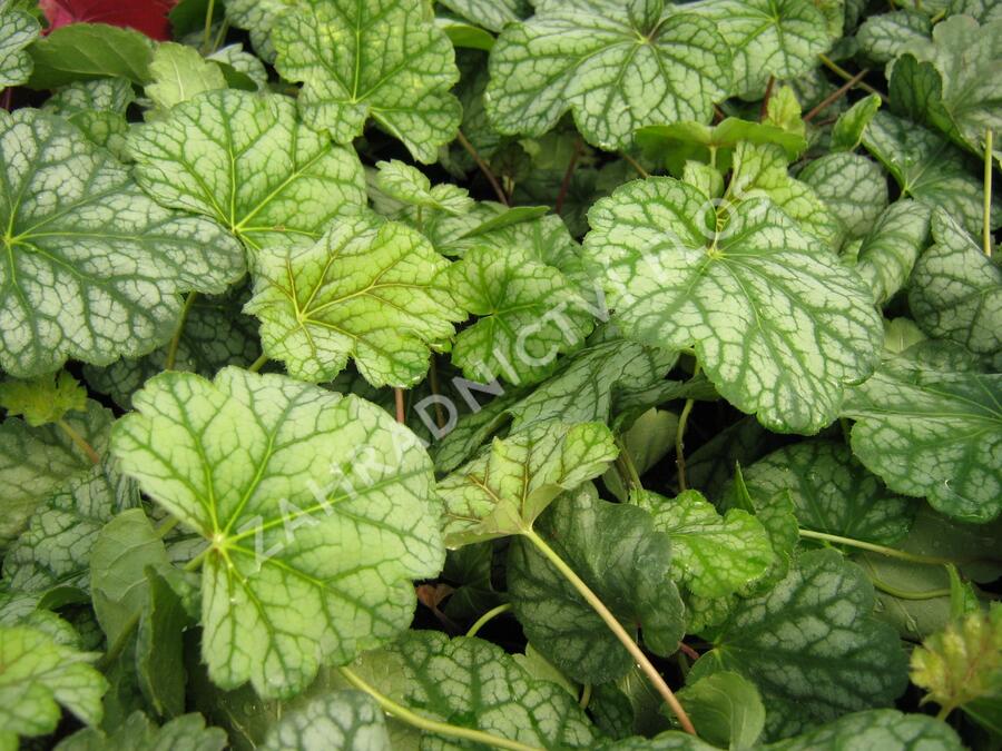 Dlužicha 'Green Spice' - Heuchera hybrida 'Green Spice'