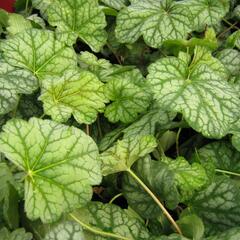 Dlužicha 'Green Spice' - Heuchera hybrida 'Green Spice'