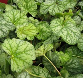 Dlužicha 'Green Spice' - Heuchera hybrida 'Green Spice'