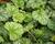 Dlužicha 'Green Spice'
