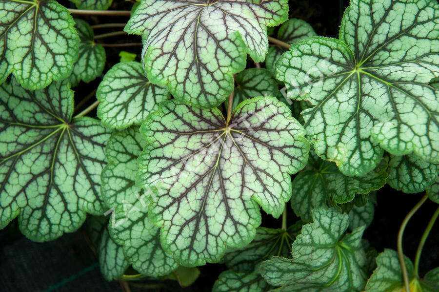 Dlužicha 'Green Spice' - Heuchera hybrida 'Green Spice'