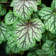 Dlužicha 'Green Spice' - Heuchera hybrida 'Green Spice'