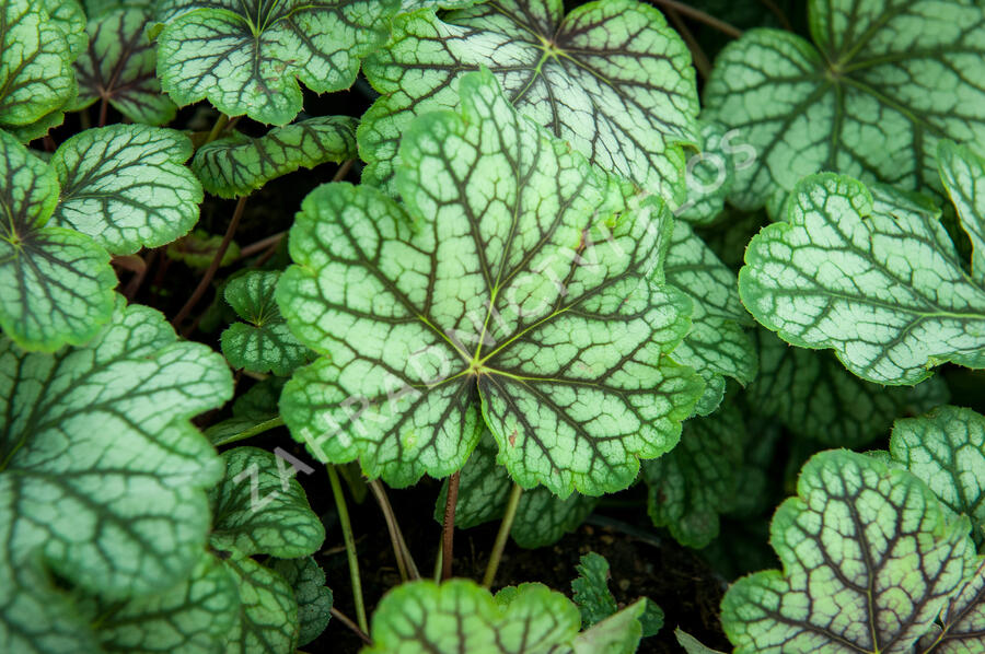 Dlužicha 'Green Spice' - Heuchera hybrida 'Green Spice'