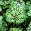 Dlužicha 'Green Spice' - Heuchera hybrida 'Green Spice'