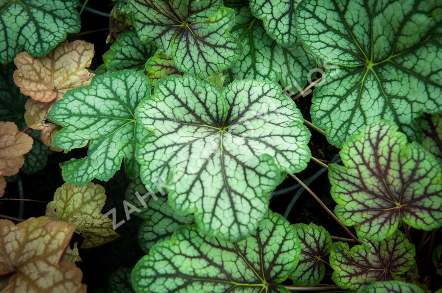 Dlužicha 'Green Spice' - Heuchera hybrida 'Green Spice'
