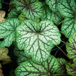 Dlužicha 'Green Spice' - Heuchera hybrida 'Green Spice'