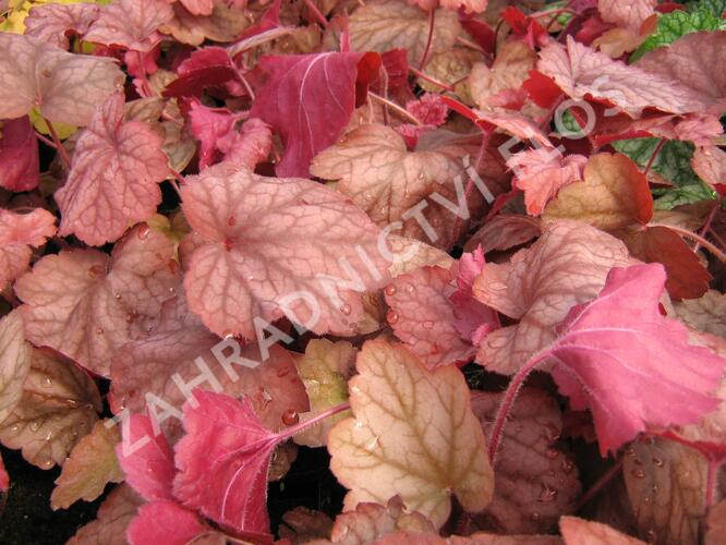 Dlužicha 'Georgia Peach' - Heuchera hybrida 'Georgia Peach'