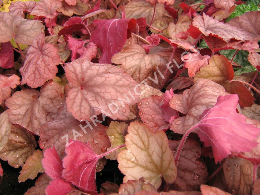 Dlužicha 'Georgia Peach' - Heuchera hybrida 'Georgia Peach'