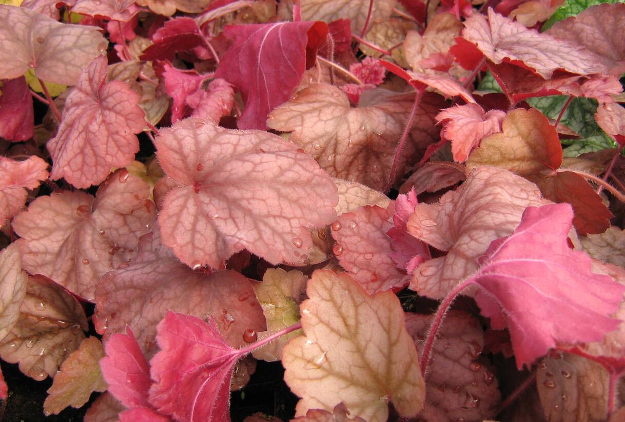 Dlužicha 'Georgia Peach' - Heuchera hybrida 'Georgia Peach'