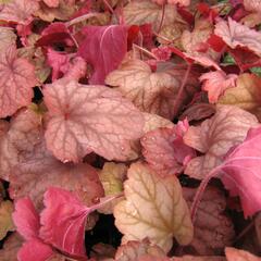 Dlužicha 'Georgia Peach' - Heuchera hybrida 'Georgia Peach'