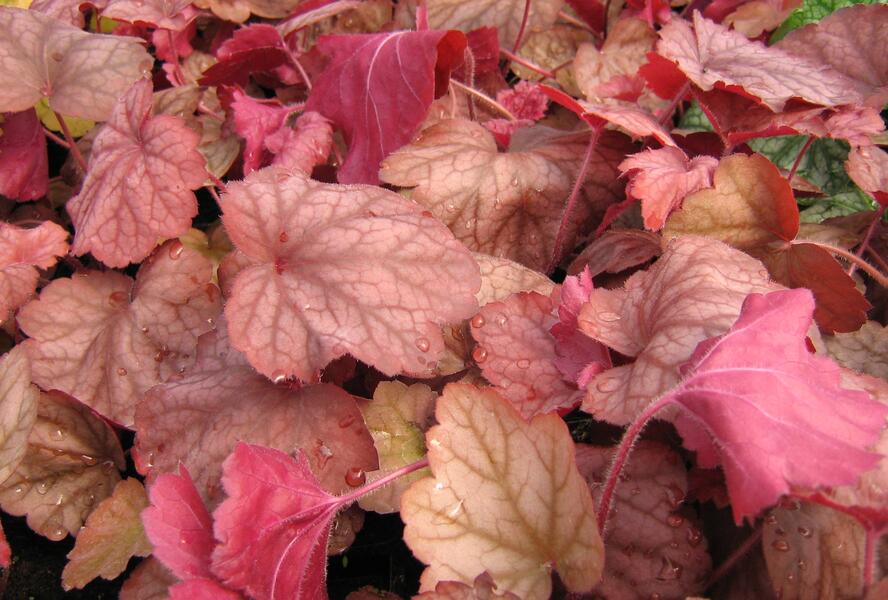 Dlužicha 'Georgia Peach' - Heuchera hybrida 'Georgia Peach'