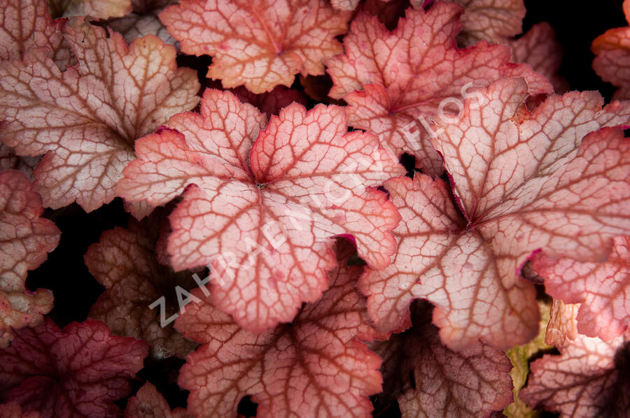 Dlužicha 'Georgia Peach' - Heuchera hybrida 'Georgia Peach'