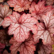 Dlužicha 'Georgia Peach' - Heuchera hybrida 'Georgia Peach'