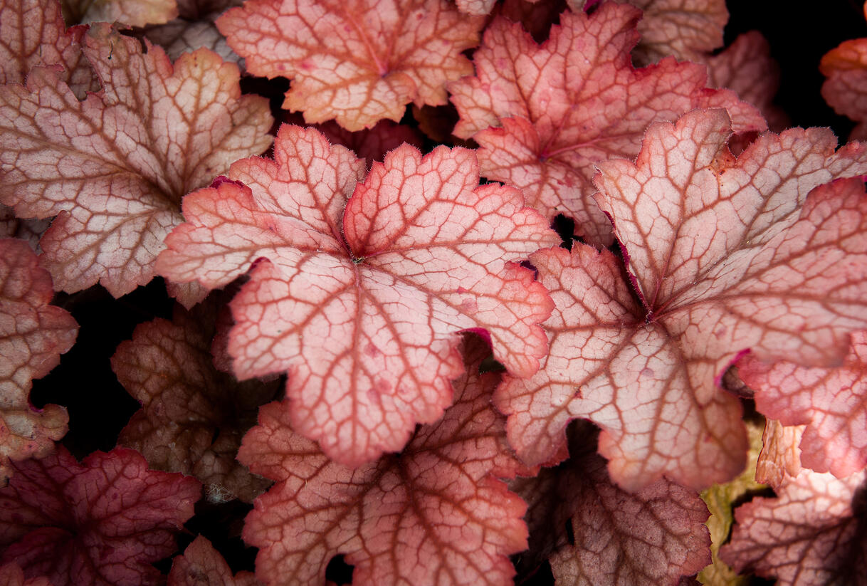 Dlužicha 'Georgia Peach' - Heuchera hybrida 'Georgia Peach'
