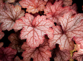 Dlužicha 'Georgia Peach' - Heuchera hybrida 'Georgia Peach'