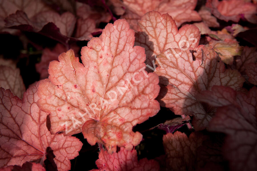 Dlužicha 'Georgia Peach' - Heuchera hybrida 'Georgia Peach'