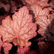 Dlužicha 'Georgia Peach' - Heuchera hybrida 'Georgia Peach'
