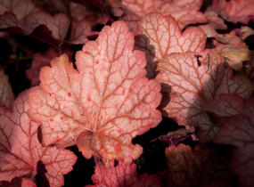 Dlužicha 'Georgia Peach' - Heuchera hybrida 'Georgia Peach'