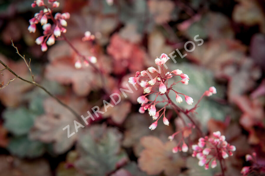 Dlužicha 'Fire Chief' - Heuchera hybrida 'Fire Chief'