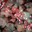 Dlužicha 'Fire Chief' - Heuchera hybrida 'Fire Chief'