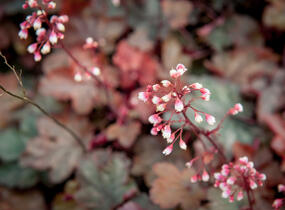 Dlužicha 'Fire Chief' - Heuchera hybrida 'Fire Chief'