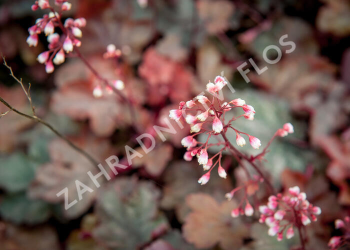 Dlužicha 'Fire Chief' - Heuchera hybrida 'Fire Chief'