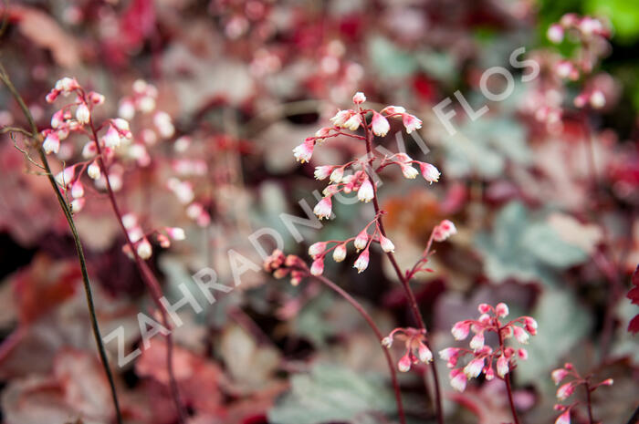 Dlužicha 'Fire Chief' - Heuchera hybrida 'Fire Chief'